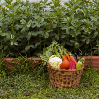 المنزل والبستنة